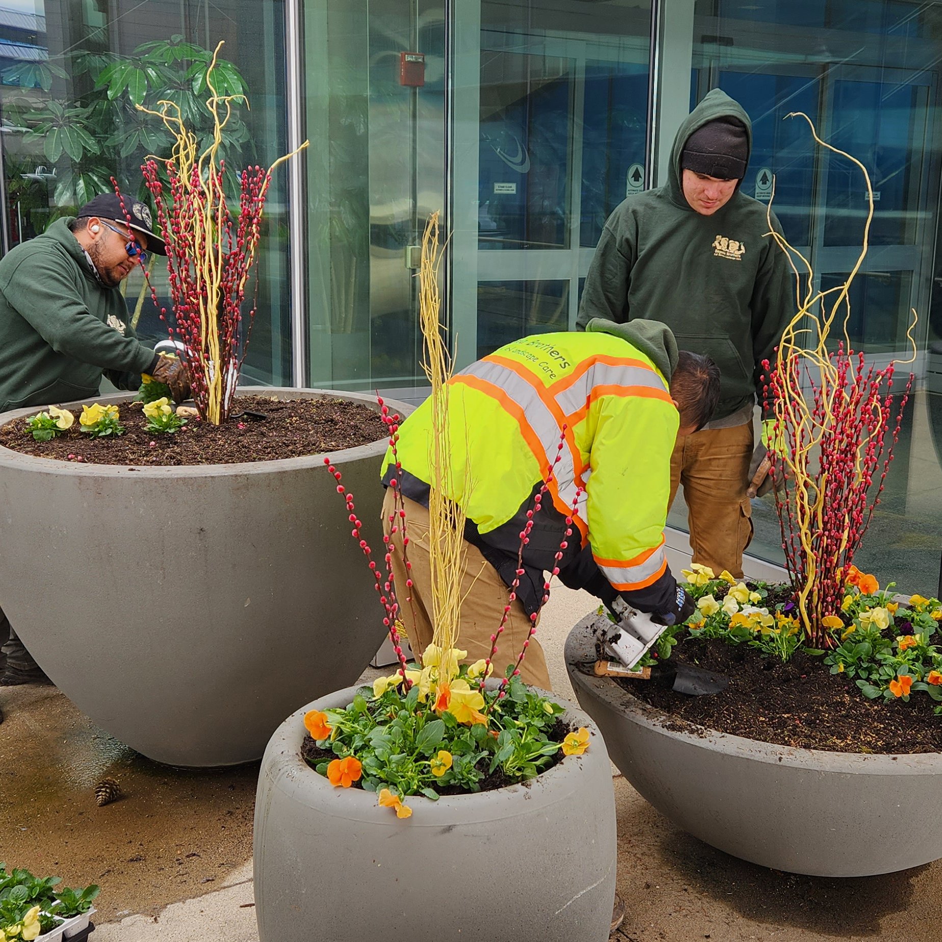 Begonia Brothers Enhancement Team, Flower Pot Planting