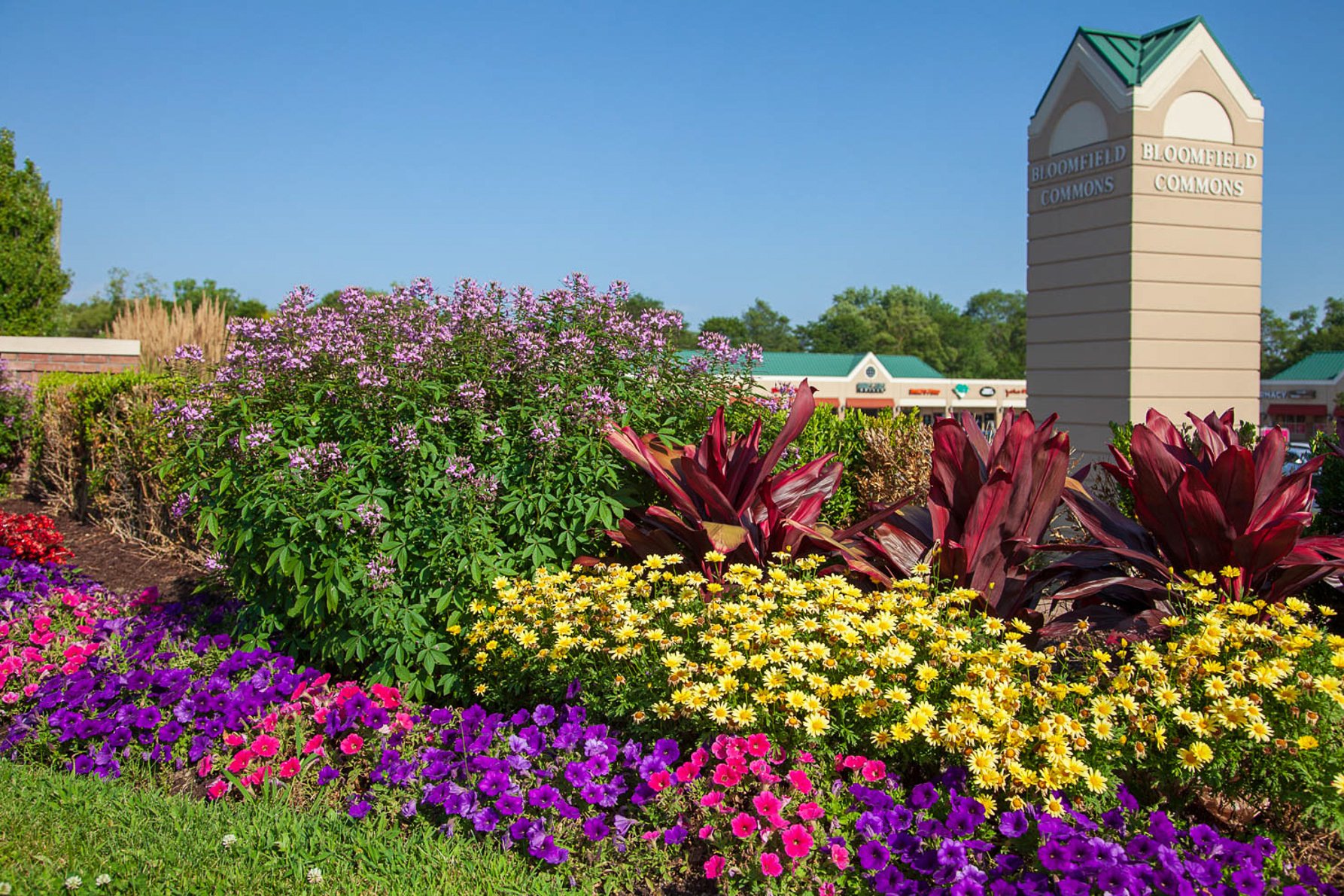Landscape Enhancements Begonia Brothers Bloomfield Commons